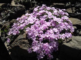 Phlox douglasii 'Eva'